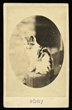 1860s CDV Photo of a Cute Cat Sitting on a Post / London England Photographer