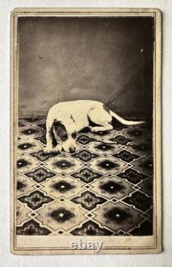 1860s Pit Bull Terrier Dog Antique CDV Photo Civil War Tax Stamp Ohio Photograph