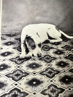 1860s Pit Bull Terrier Dog Antique CDV Photo Civil War Tax Stamp Ohio Photograph