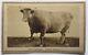 Antique Civil War Era Cdv Photograph Lady Hampden 4000lb Bull Cow Springfield Ma