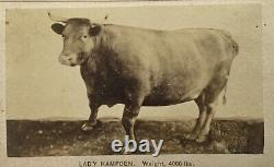 Antique Civil War Era CDV Photograph Lady Hampden 4000lb Bull Cow Springfield MA