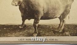 Antique Civil War Era CDV Photograph Lady Hampden 4000lb Bull Cow Springfield MA