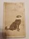 Cdv Of Us Army Signal Corps Dog With Dispatch In Mouth. J R Foster Backmark