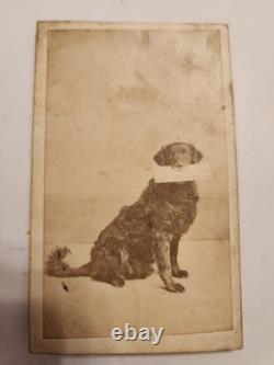 CDV of US Army Signal Corps Dog with Dispatch in mouth. J R Foster Backmark