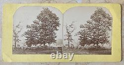 CIVIL WAR BTL. Of APPOMATTOX COURTHOUSE BATTLEFIELD FENCE LINE STEREOVIEW PHOTO