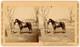 Civil War Sv Ulyssess S. Grant's Horse War Photo & Exhibition Co