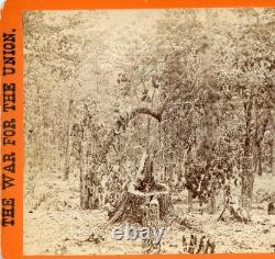 Civil War Gettysburg PA Culp's Hill Tree Damage 1863 Brady negative CW223