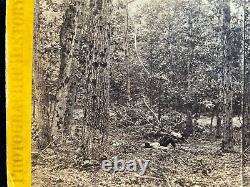 Civil War Photo Stereoview Gettysburg Dead Reb Soldier image Yellow mount