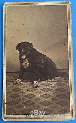 Original SMILING DOG CIVIL WAR HERO 1870's CDV Photo ALBANY, NEW YORK