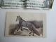 Very Rare Civil War Period Carte De Visite Album Photo Of Beautiful Fox, Gift