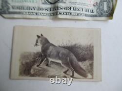 VERY Rare CIVIL WAR Period Carte de Visite Album Photo of BEAUTIFUL FOX, GIFT