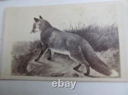 VERY Rare CIVIL WAR Period Carte de Visite Album Photo of BEAUTIFUL FOX, GIFT