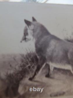 VERY Rare CIVIL WAR Period Carte de Visite Album Photo of BEAUTIFUL FOX, GIFT