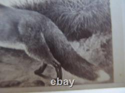 VERY Rare CIVIL WAR Period Carte de Visite Album Photo of BEAUTIFUL FOX, GIFT